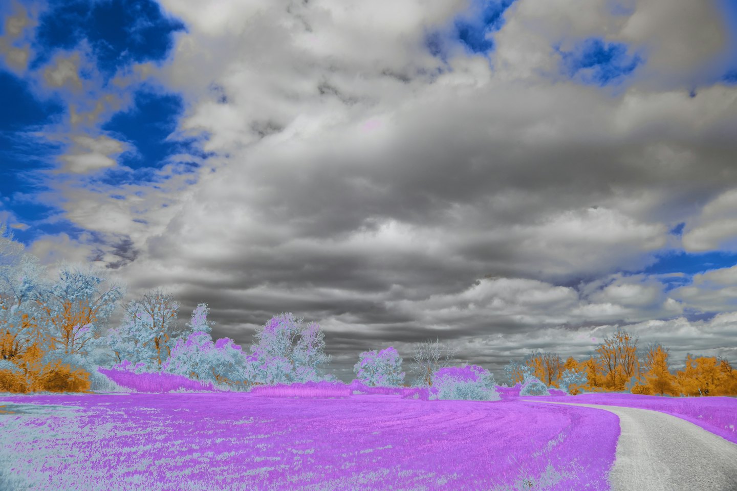 A path winds through a magenta field toward colorful trees.